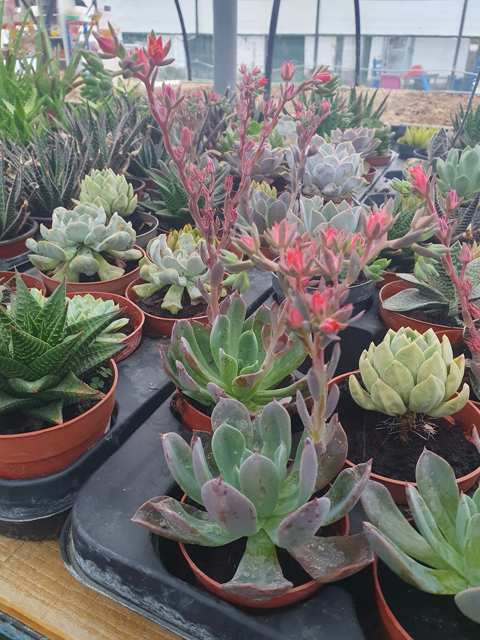 Razni sukulenti u saksijama – EdenGreen