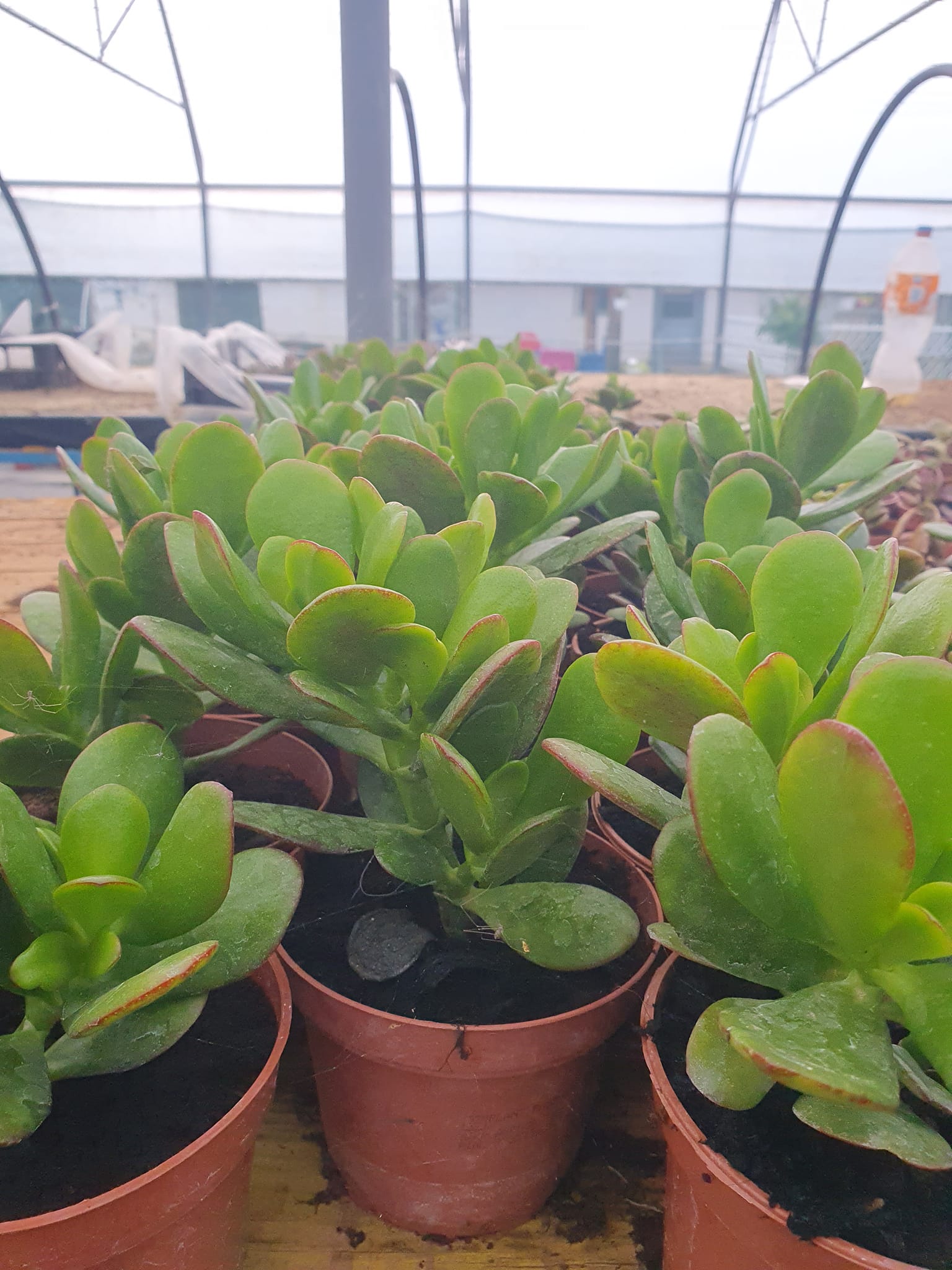 Crassula biljka u saksiji za dekoraciju enterijera