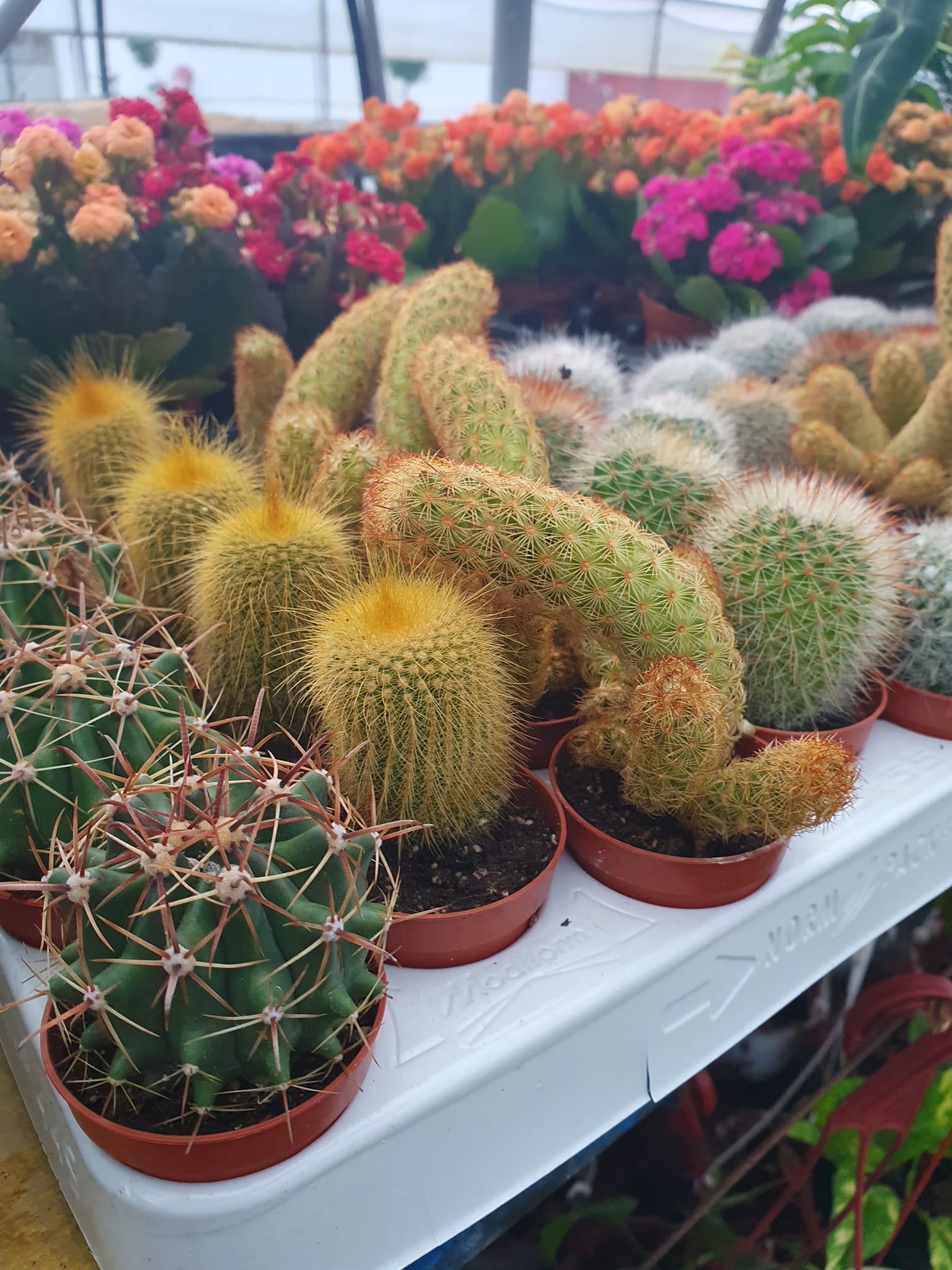 Razni kaktusi u saksijama – EdenGreen