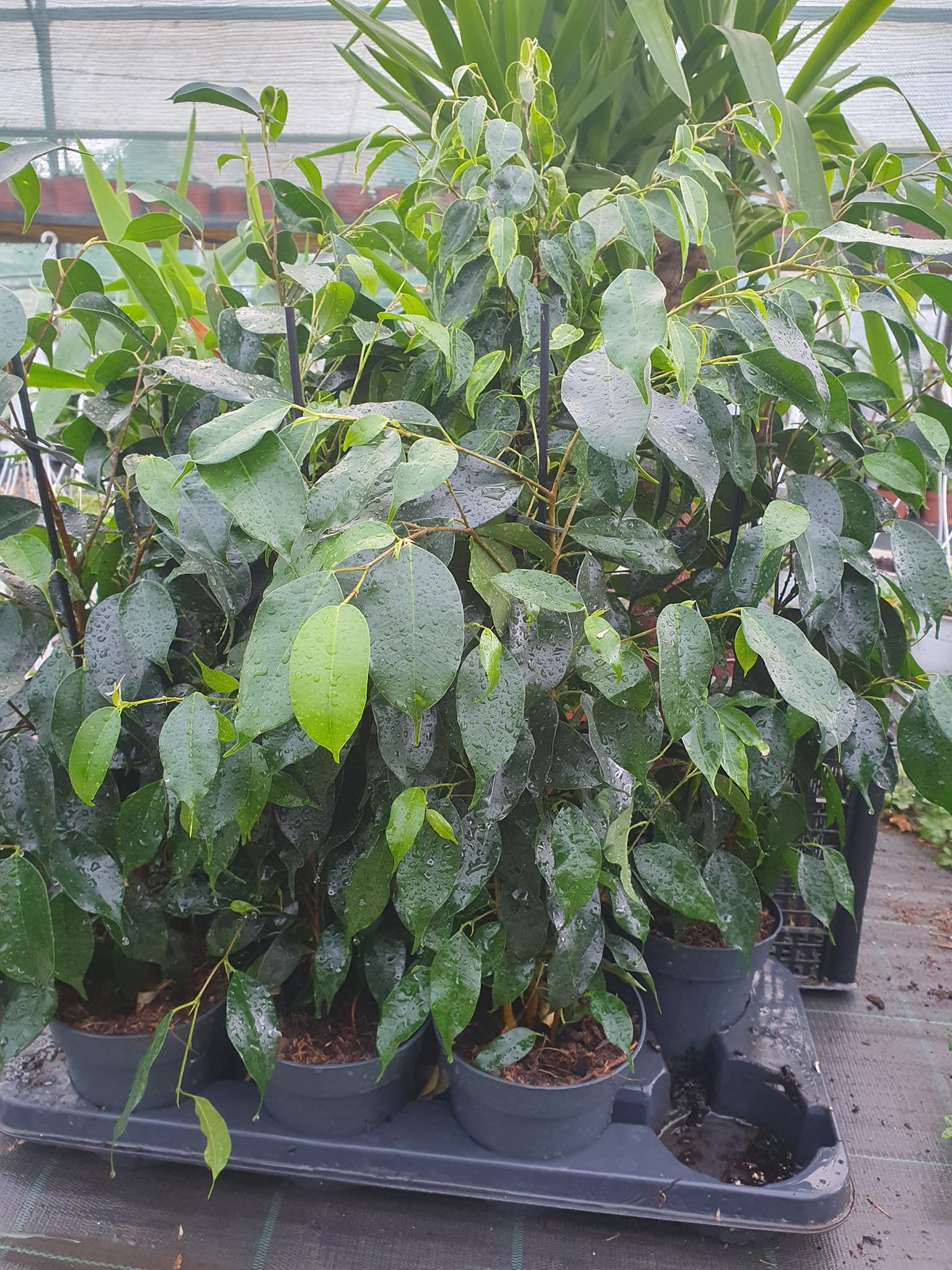 Bendzamin sobna biljka sa sjajnim zelenim listovima – EdenGreen