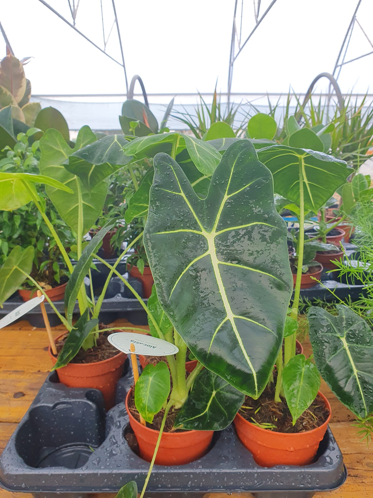 Alokasija sobna biljka sa velikim zelenim listovima – EdenGreen