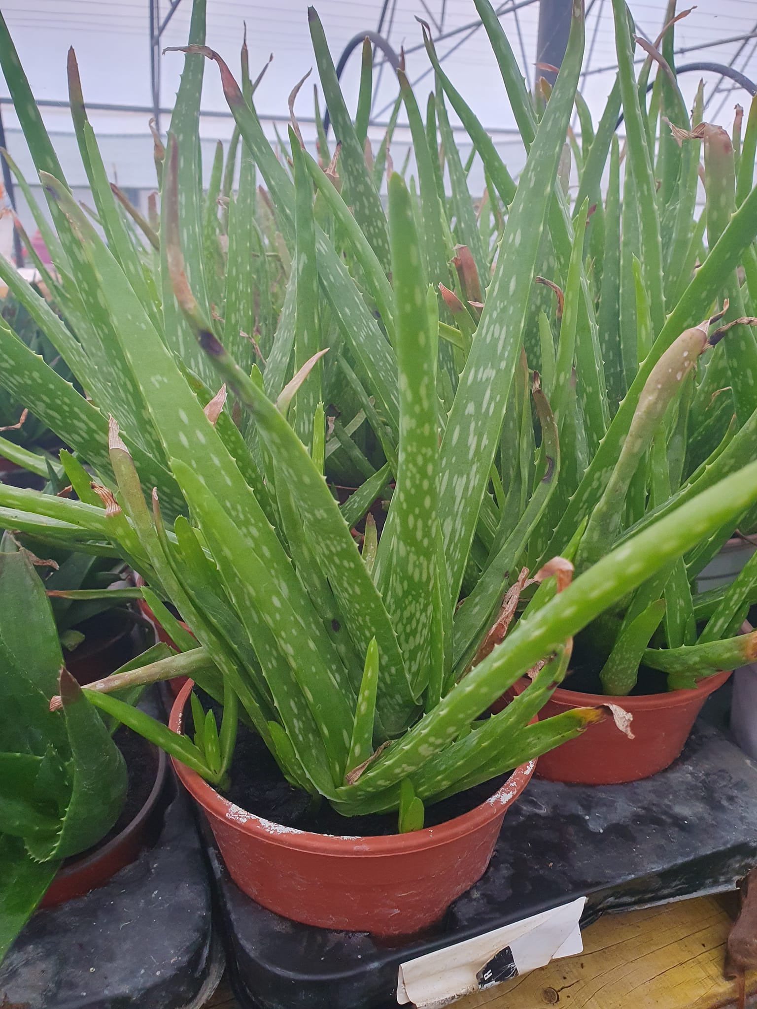 Aloja biljka sa mesnatim zelenim listovima – EdenGreen