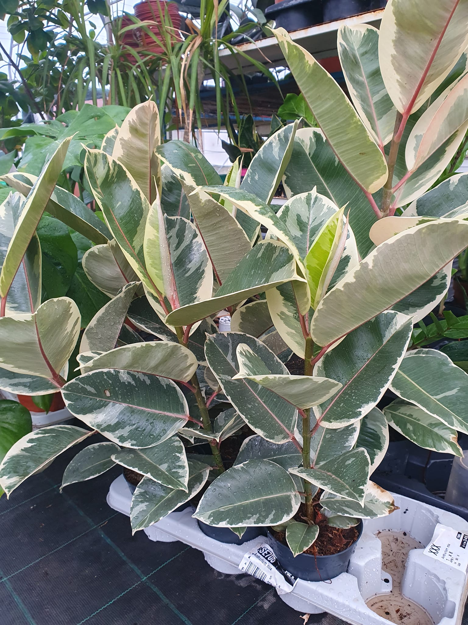 Fikus sobna biljka sa bujnim zelenim listovima – EdenGreen