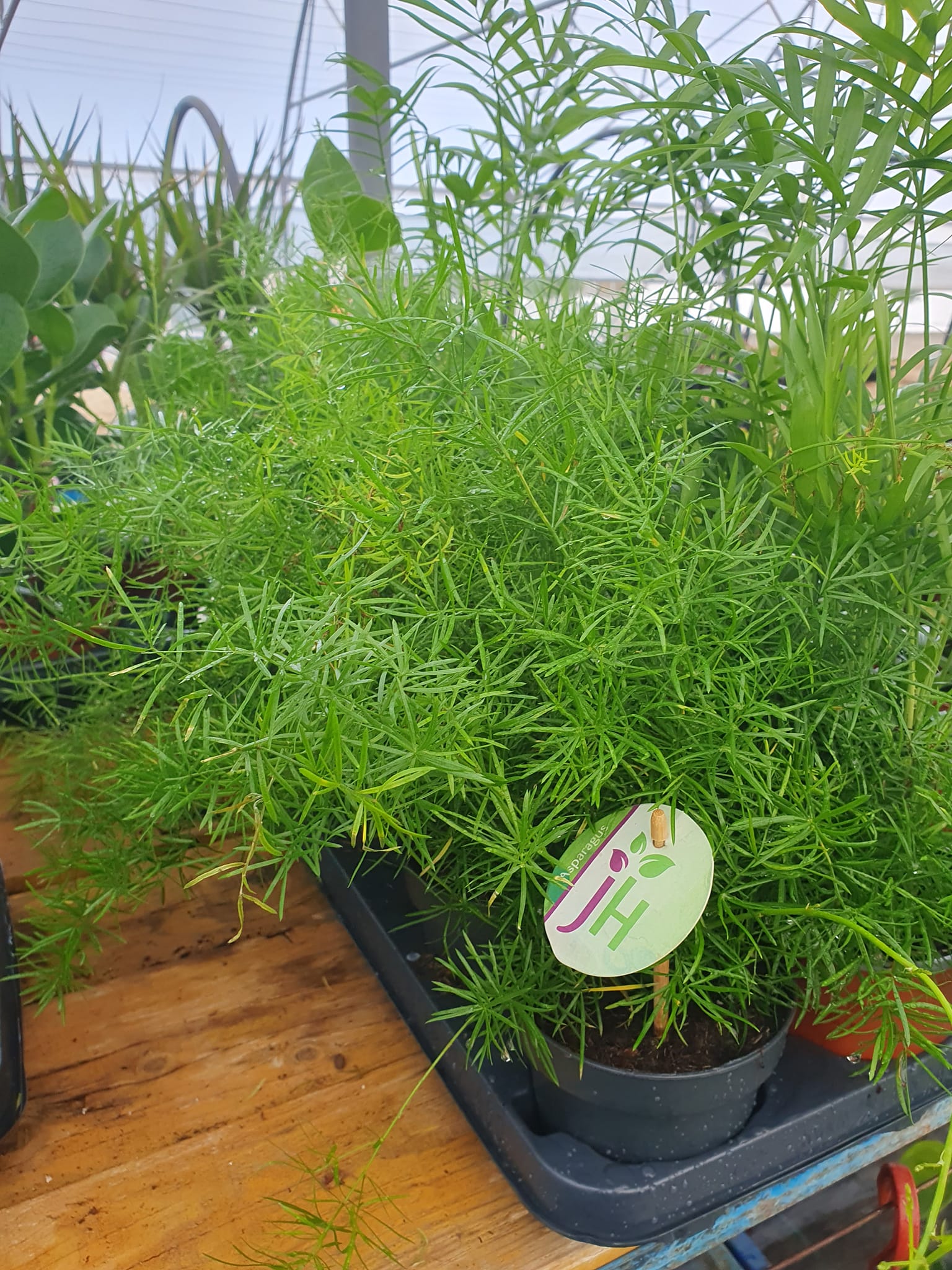 Asparagus sobna biljka sa tankim zelenim granama – EdenGreen