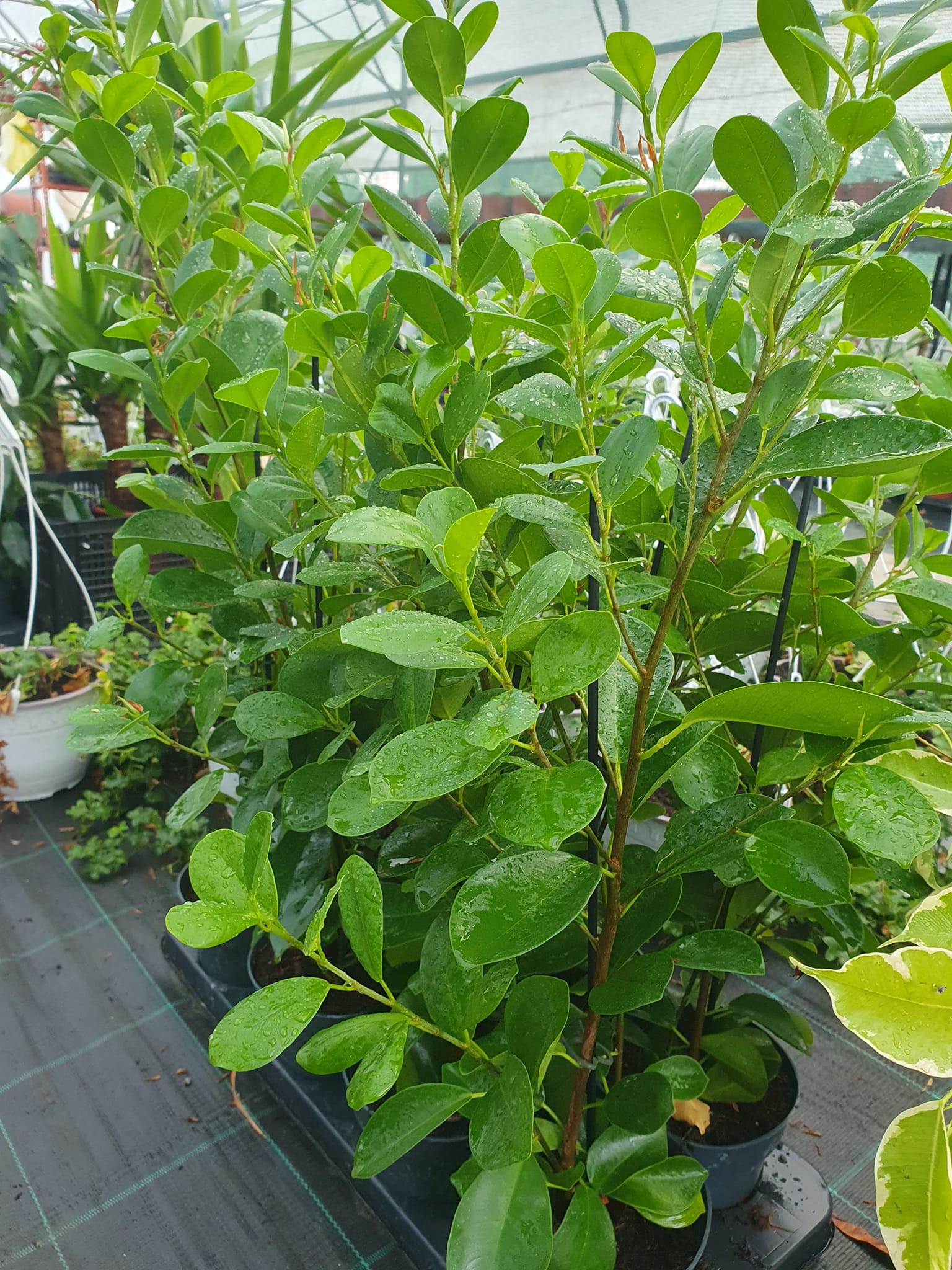 Schefflera biljka u saksiji kao dekoracija enterijera