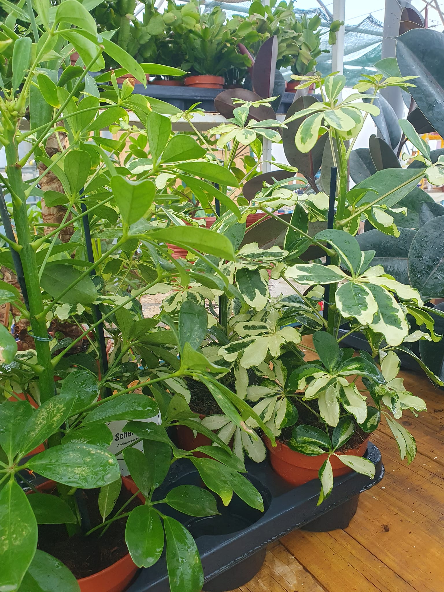 Schefflera biljka u saksiji kao dekoracija enterijera