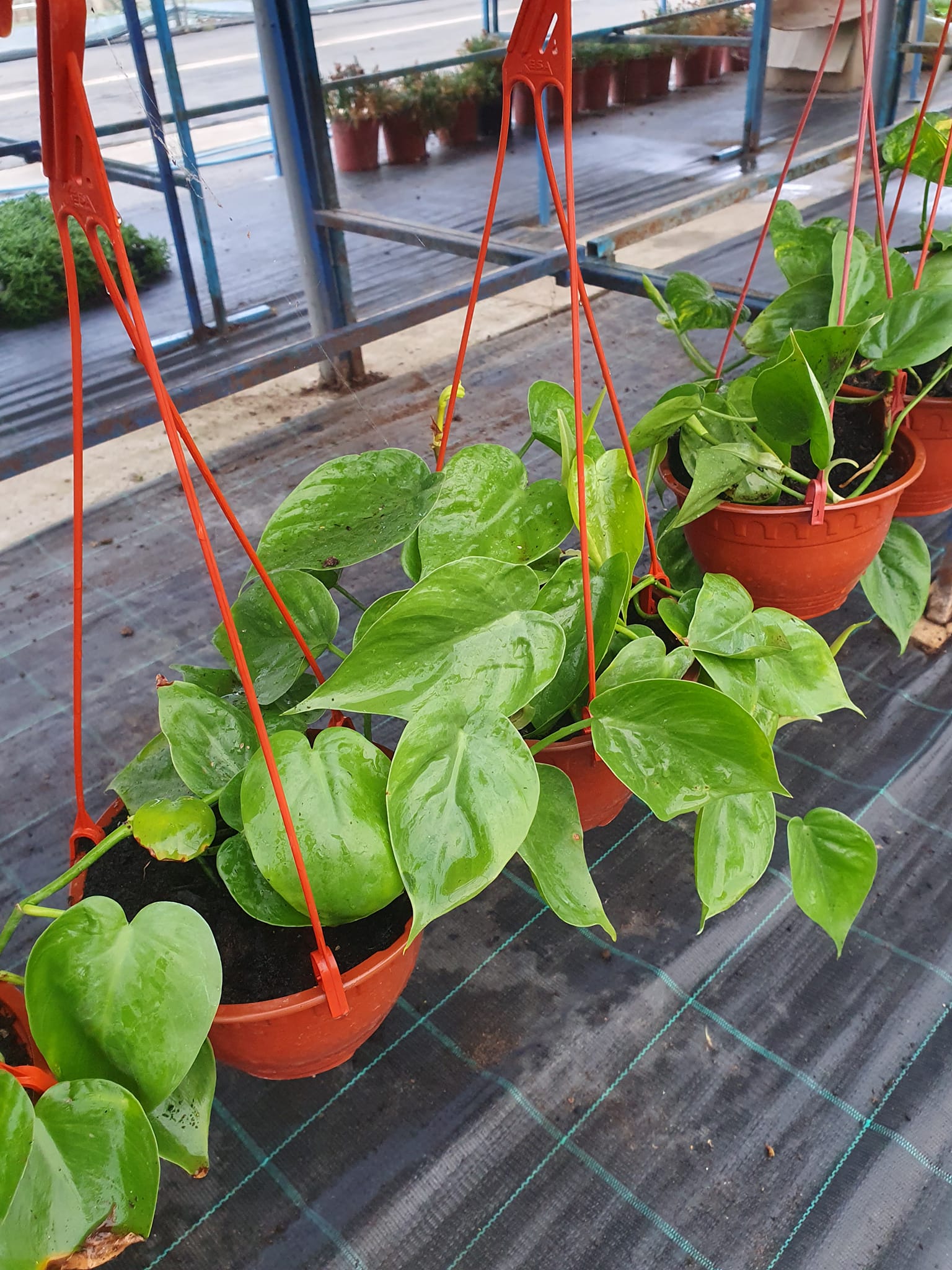 Filodendron kao sobna biljka puzavica u saksiji