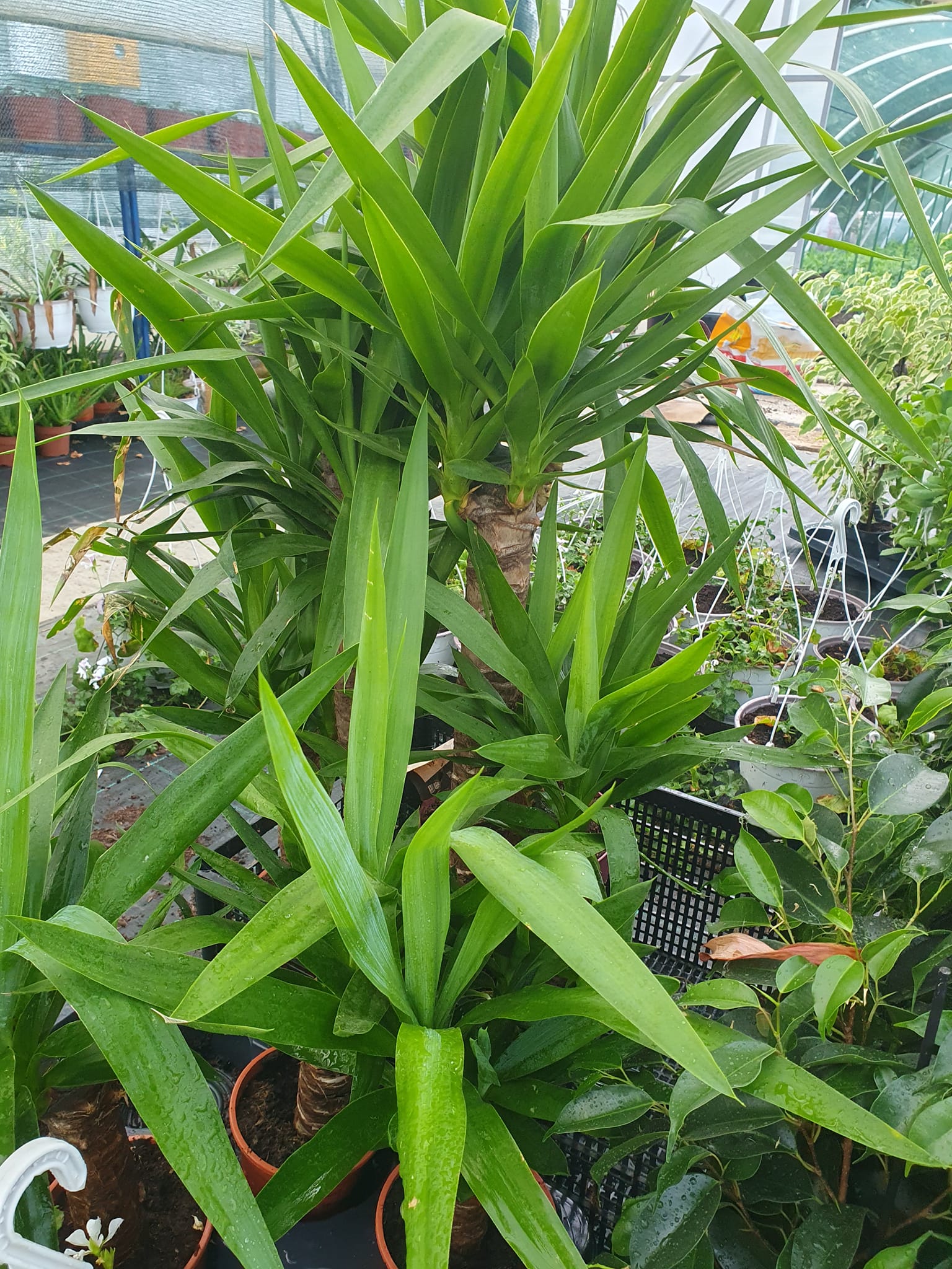 Juka drvo života sa dugim oštrim listovima – EdenGreen