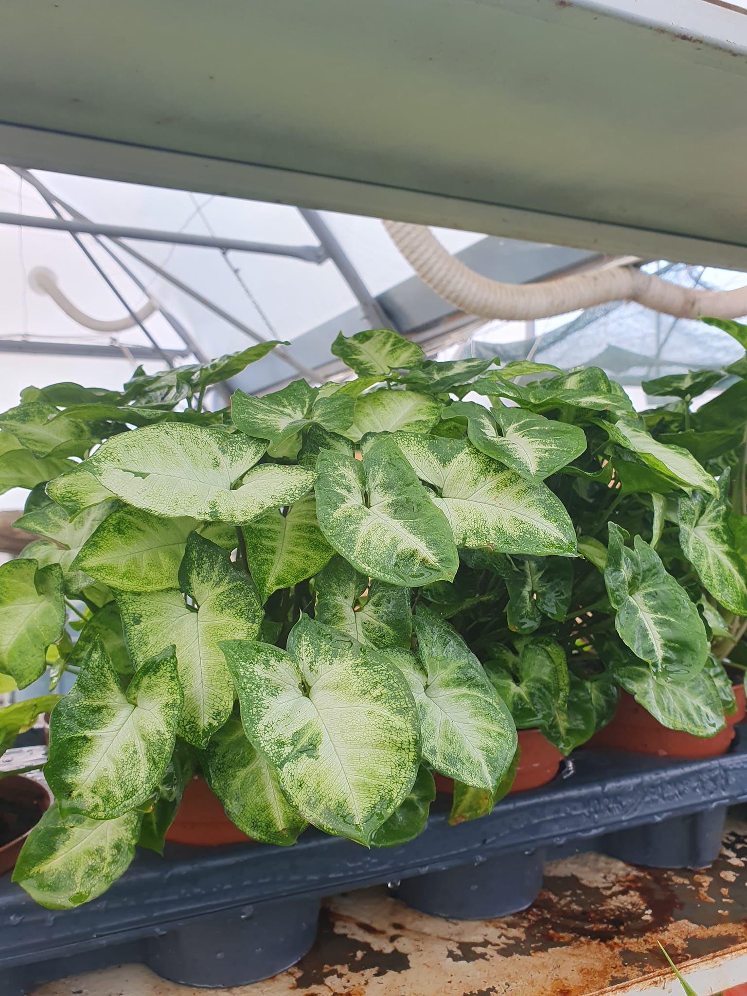 Syngonium sobna biljka sa srcastim zelenim listovima – EdenGreen