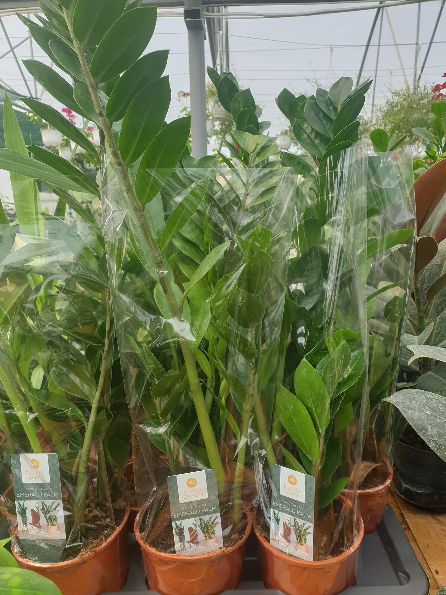 Zamija biljka sa sjajnim zelenim listovima – EdenGreen