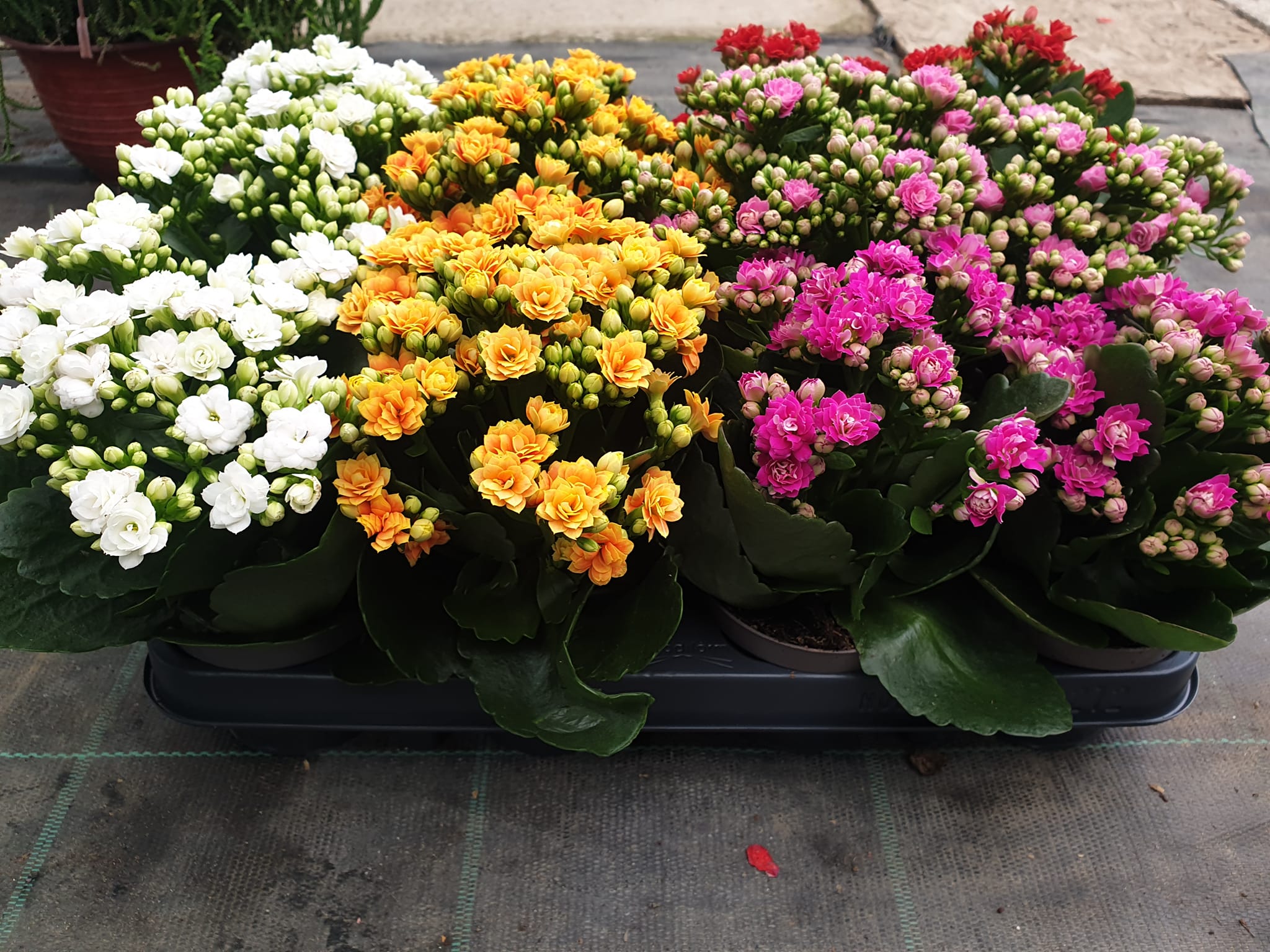 Kalanchoe biljka sa živim cvetovima – EdenGreen