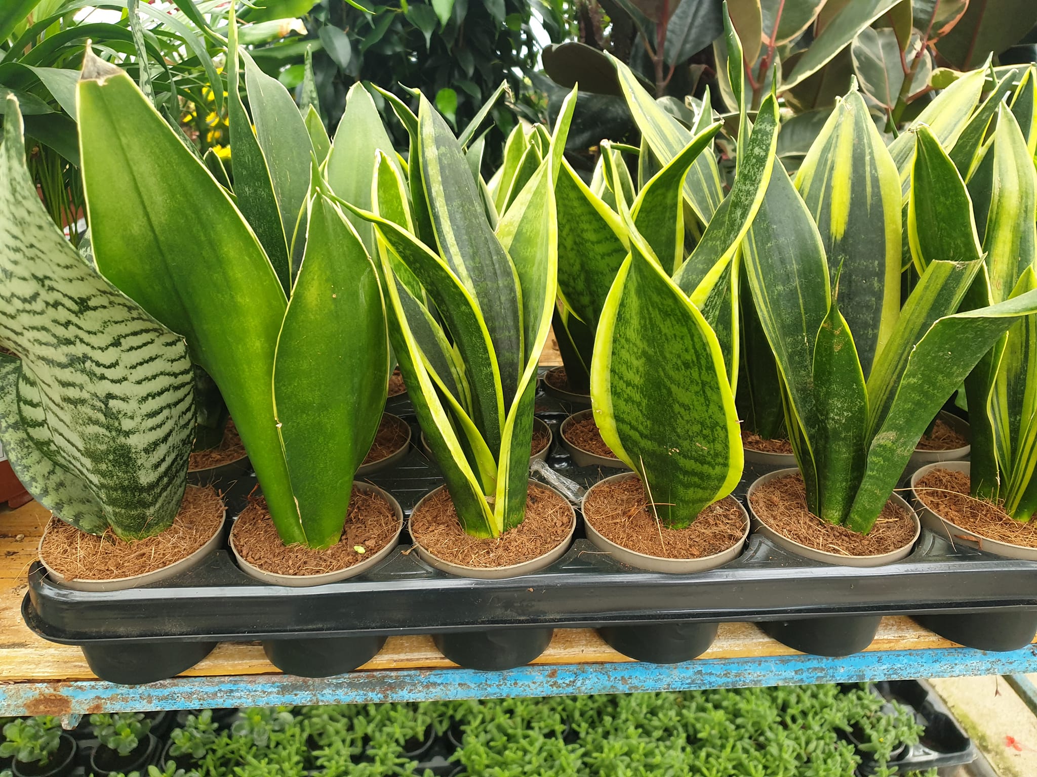 Lepa San Severija sobna biljka