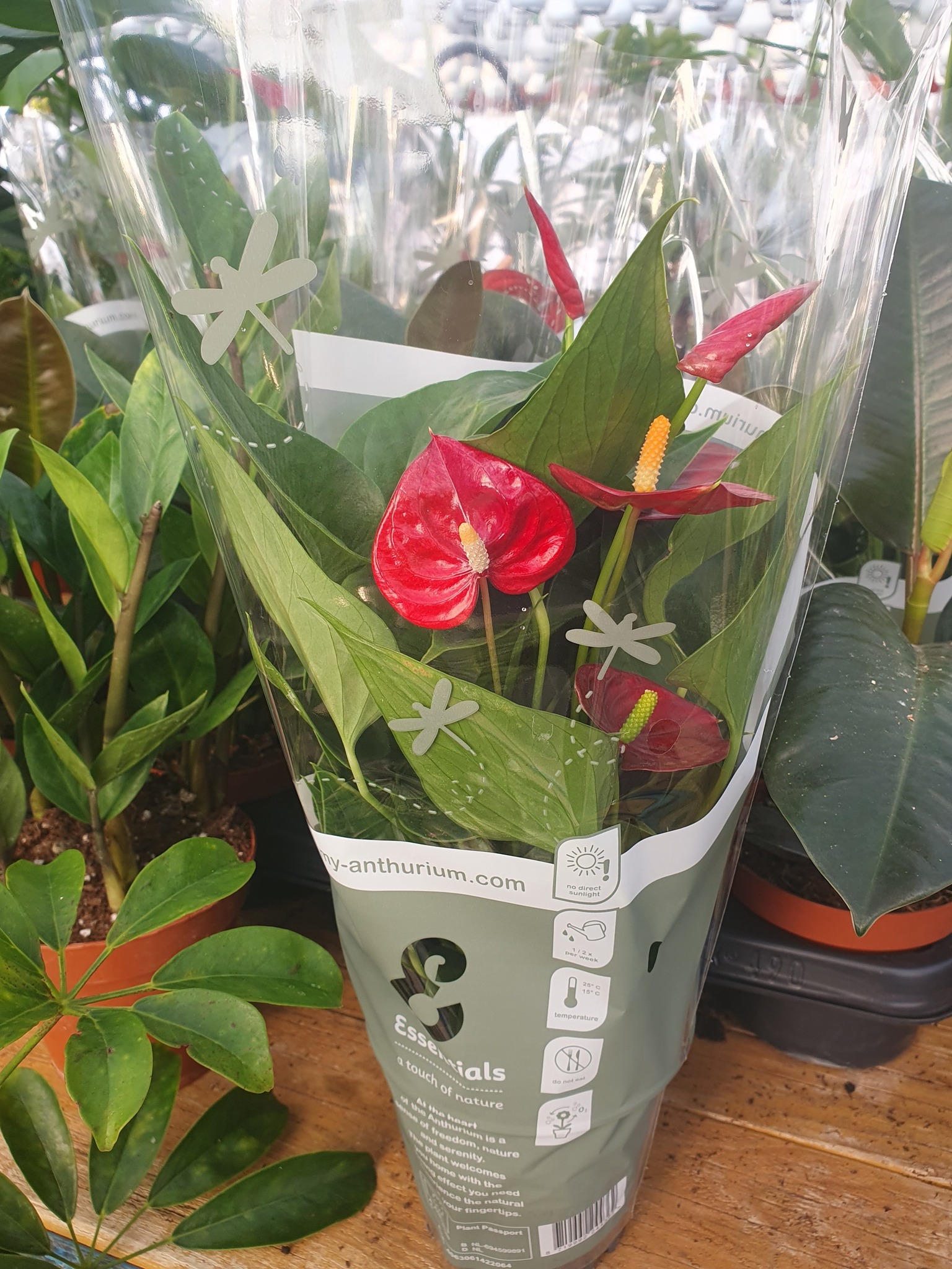 Crveni anturijum u saksiji – EdenGreen