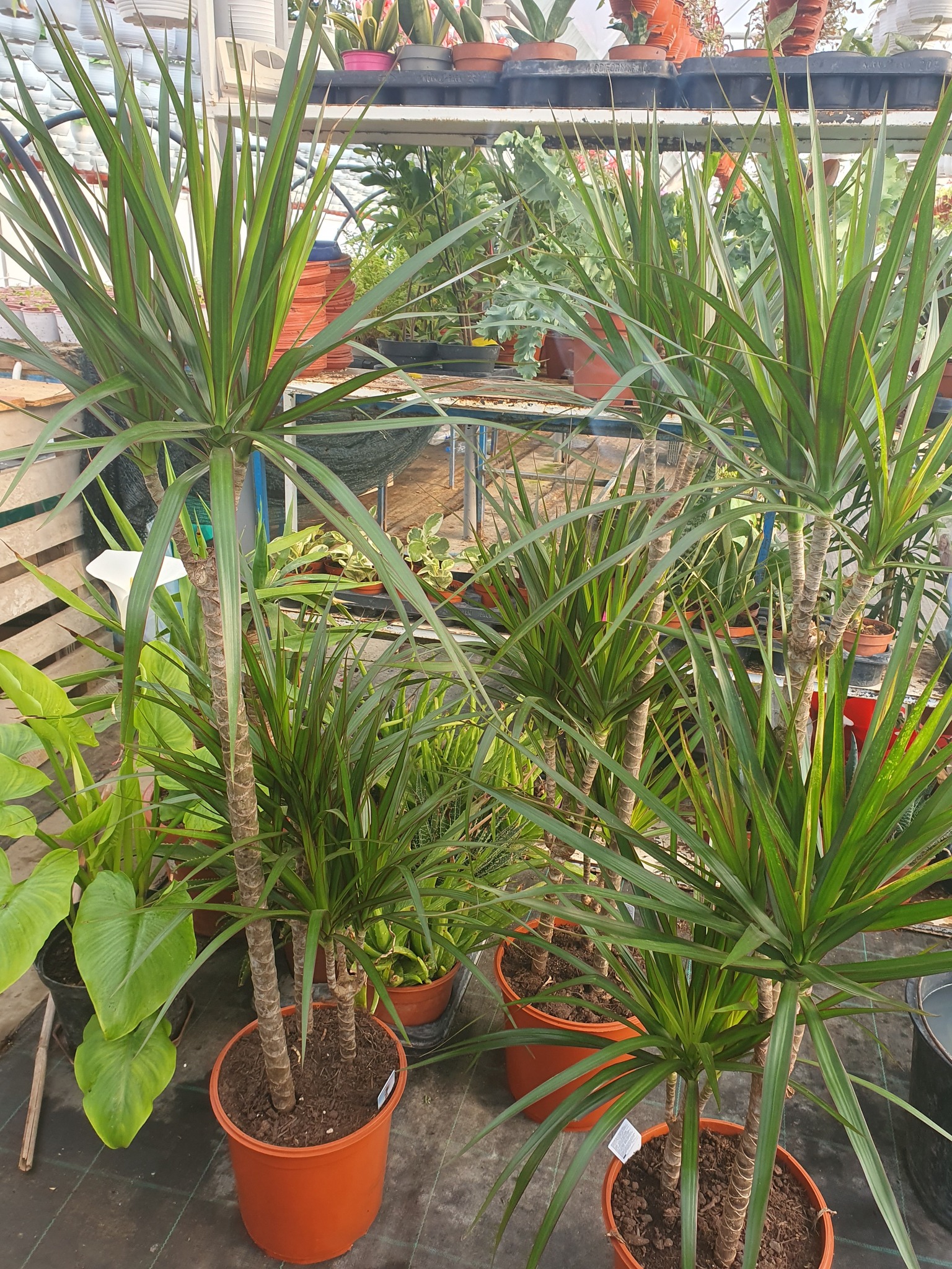 Sobna biljka dracena u saksiji – EdenGreen