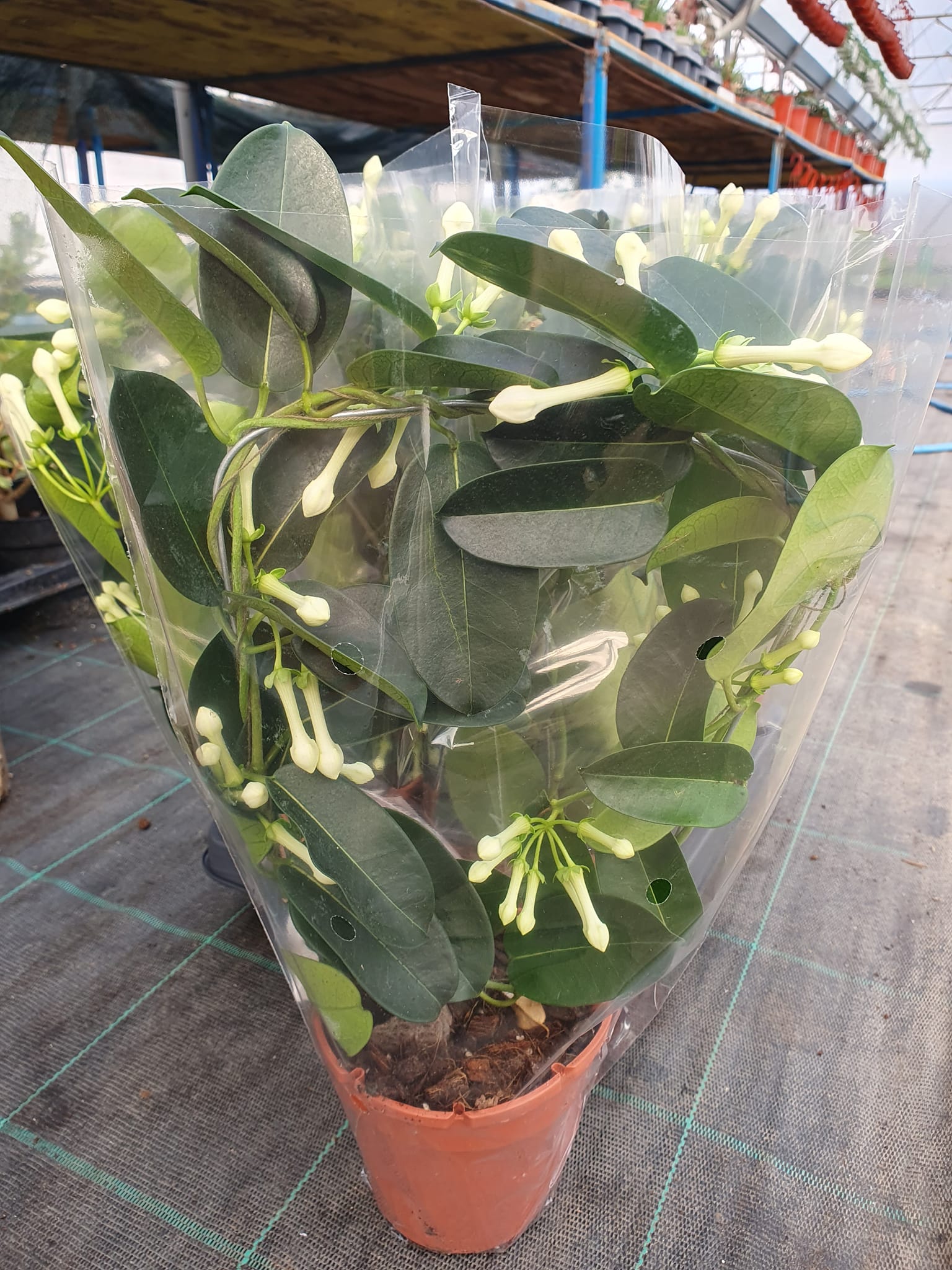 Jazmin kao sobna biljka za dekoraciju