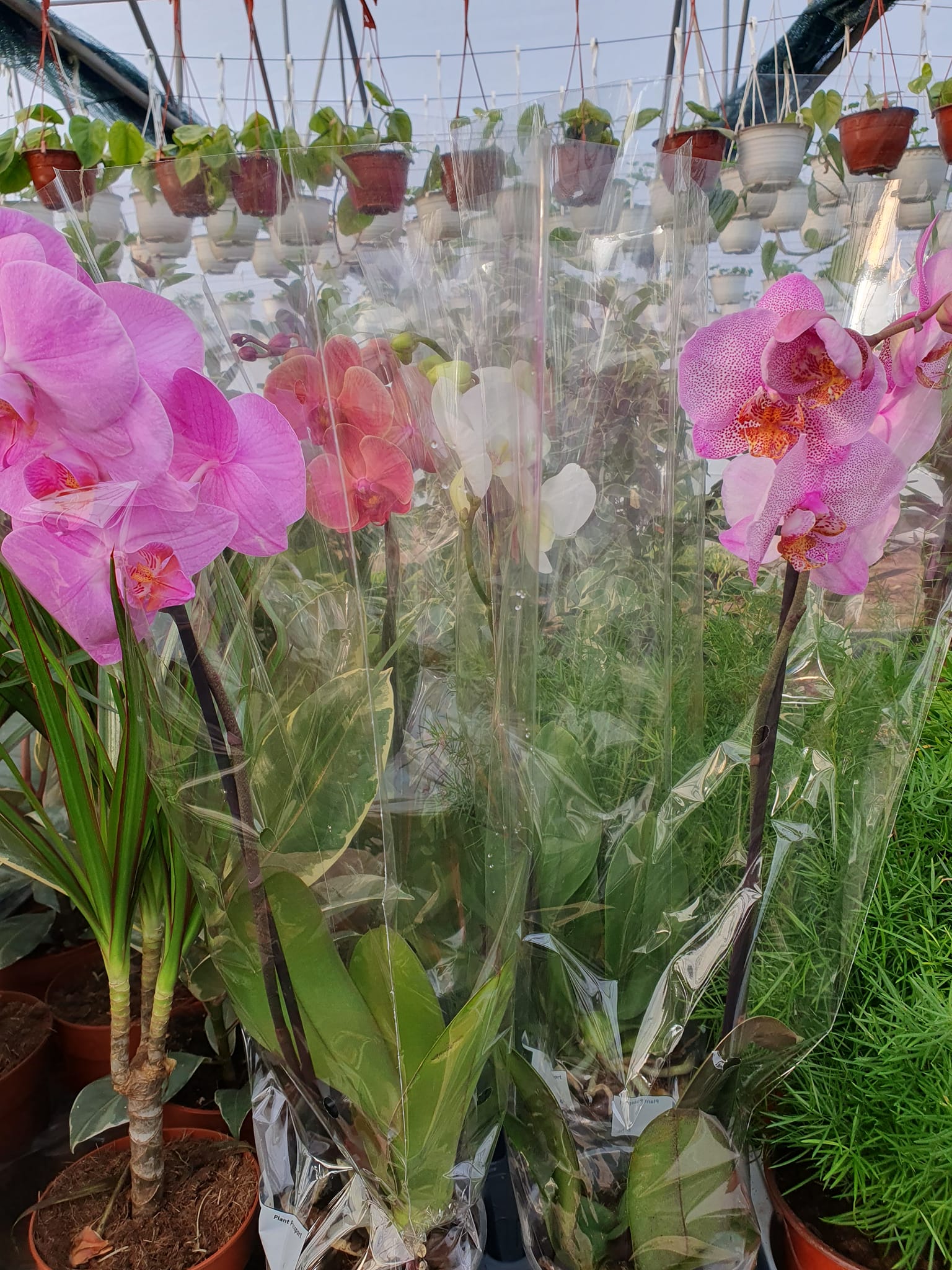 Orhideja iz EdenGreen rasadnika