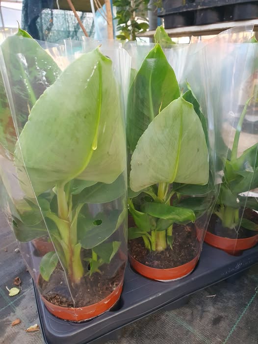 Sobna banana biljka u saksiji – EdenGreen