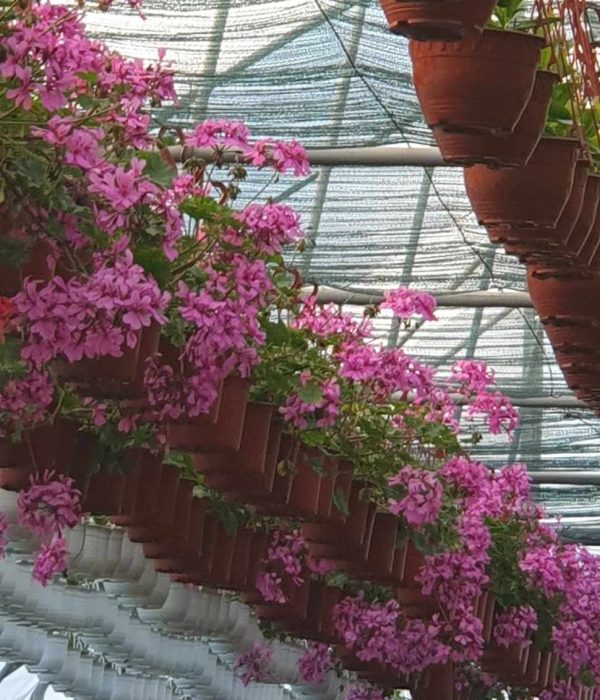 Muškatla muškatla cvet, viseće muškatle, sadnja muškatli, baštensko cveće, prolećno cveće, balkonsko cveće, pelargonija