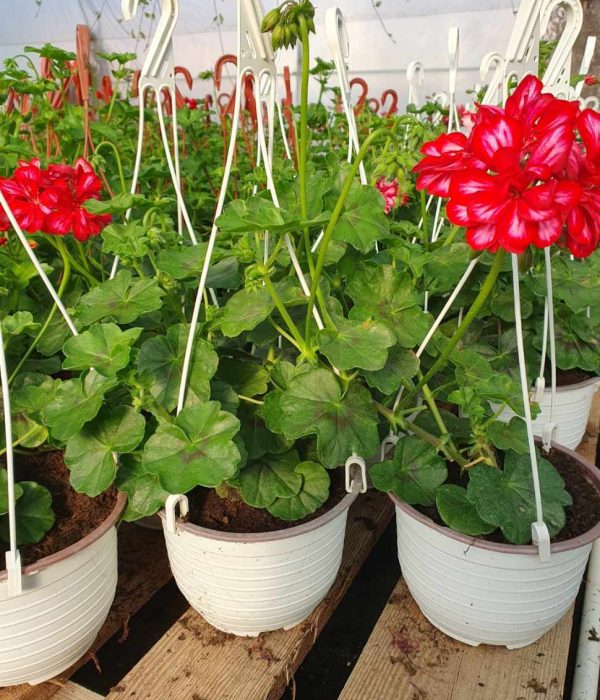 Muškatla muškatla cvet, viseće muškatle, sadnja muškatli, baštensko cveće, prolećno cveće, balkonsko cveće, pelargonija