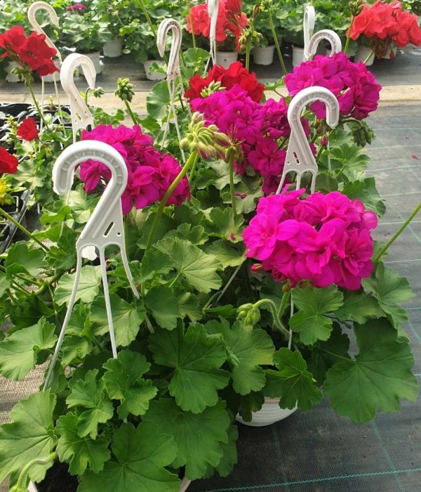 Muškatle muškatla cvet, viseće muškatle, sadnja muškatli, baštensko cveće, prolećno cveće, balkonsko cveće, pelargonija