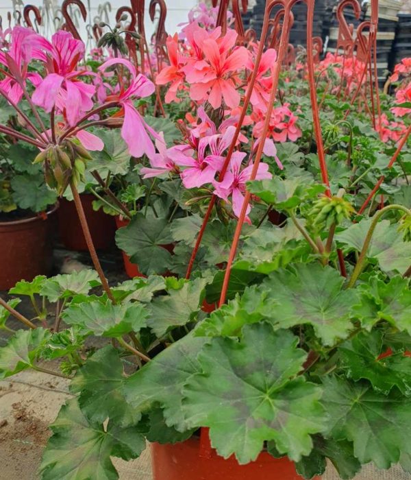 Muškatla muškatla cvet, viseće muškatle, sadnja muškatli, baštensko cveće, prolećno cveće, balkonsko cveće, pelargonija