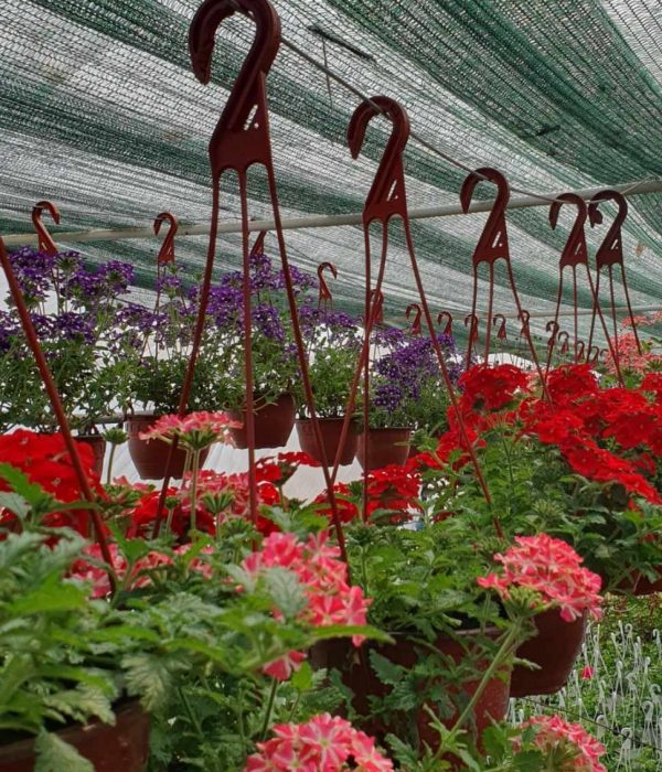 Verbena Verbena