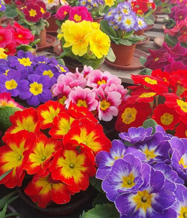 Primula Sveža primula cvet za prolećne dekoracije i sadnju u saksijama.