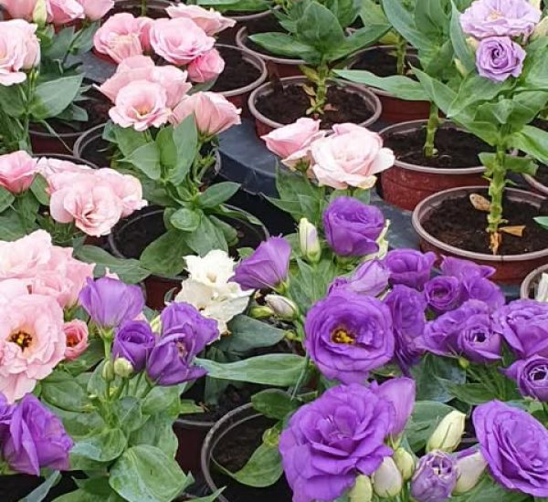 Saksijski (bastenski)Lizijantus Saksijski (bastenski)Lizijantus