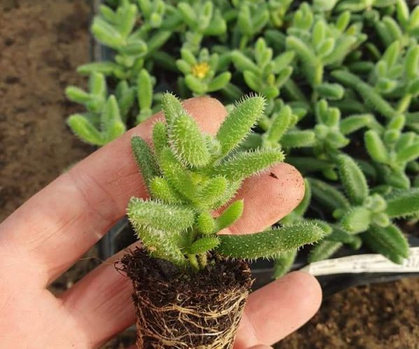Delosperma iz EdenGreen rasadnika Novi Bečej