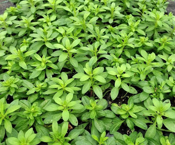 Kalibrachoa (Milion Bells) iz EdenGreen rasadnika Novi Bečej