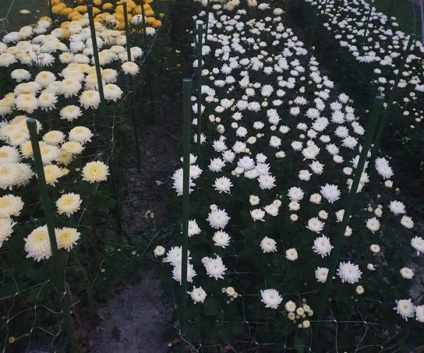 Korenje krizanteme iz EdenGreen rasadnika