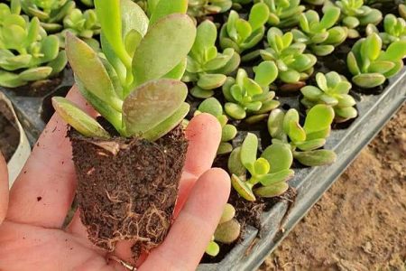 Zelena krasula sa mesnatim listovima