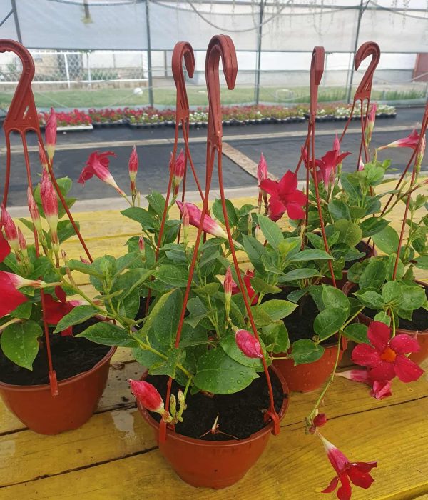 Diplandenija Diplandenija