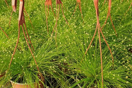 Kisne kapi koje sijaju na suncu