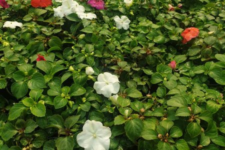 Lepi Jova cvet u punom cvatu – EdenGreen